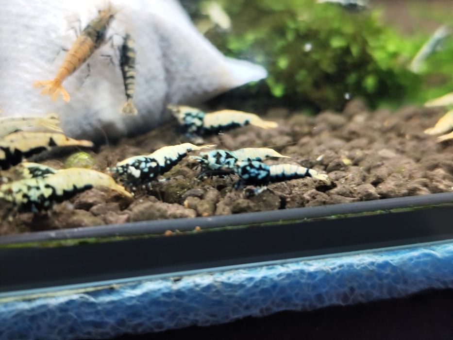Krewetki caridina Boa