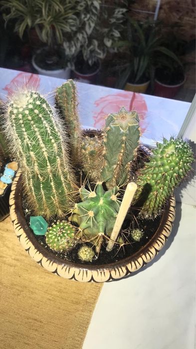 Кактуси різних видів та розмірів