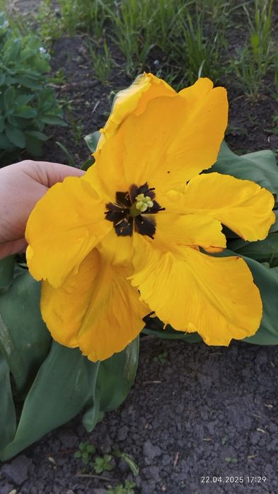 Квіти з своєї клумби