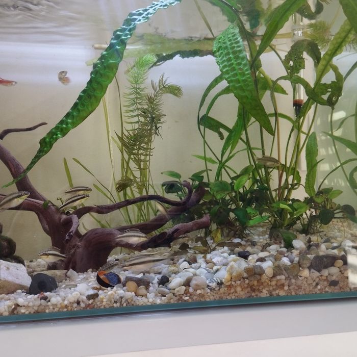 Barwniak Czerwonobrzuchy