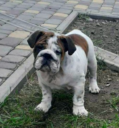 Английский бульдог