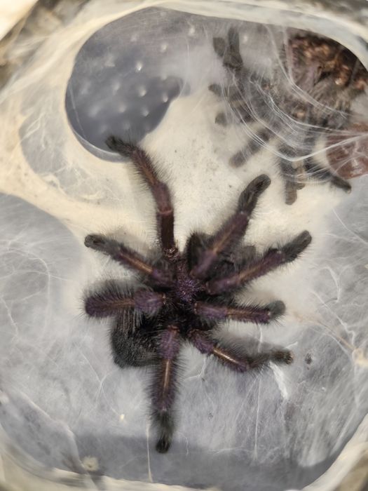 Avicularia purpurea Samiec świeży