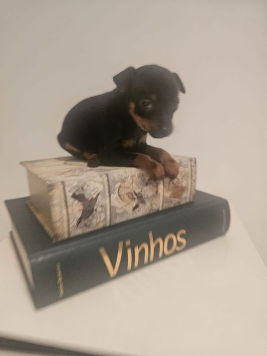Pinscher miniatura
