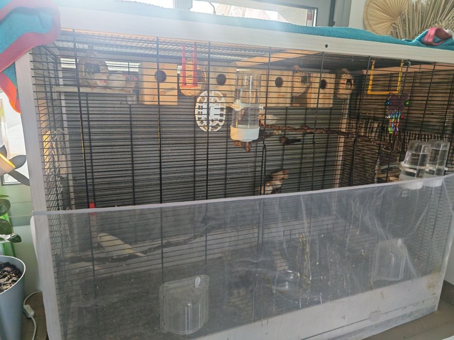 Canários + Bicos de Lacre e  Mandarins