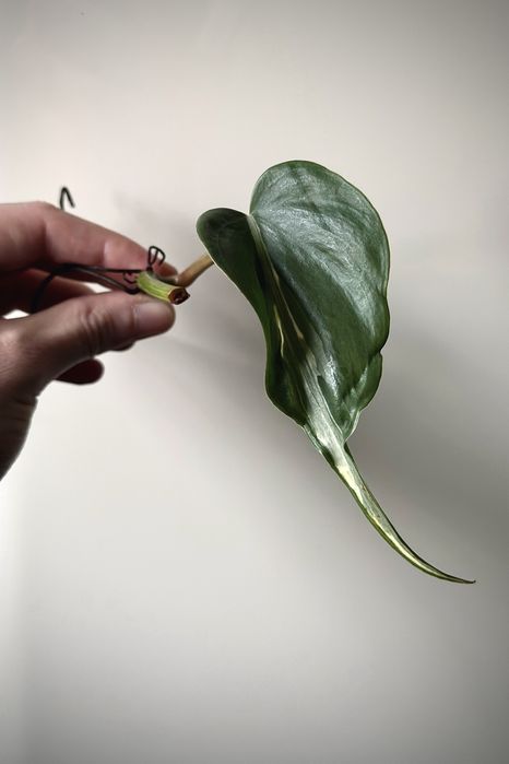 Philodendron hederaceum Rio - kolekcjonerski Filodendron Warszawa  Praga-Pnoc  OLX.pl