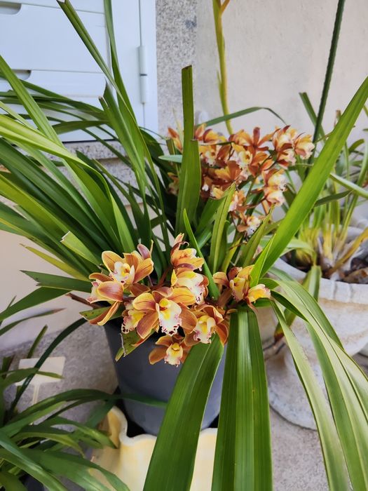 Vaso de Orquídeas