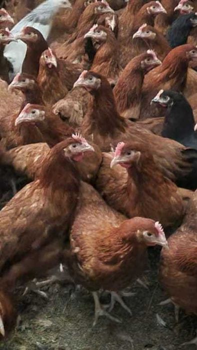 Kury Rossa oraz Leghorn