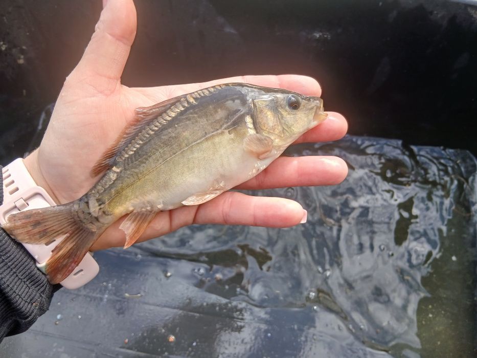 Karp 15-20cm lin amur sandacz