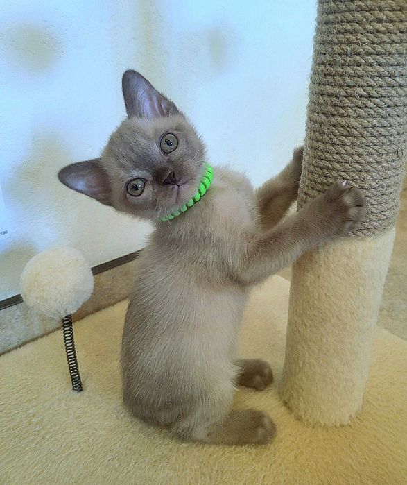 Выразительные глаза, особенность американской бурмы!