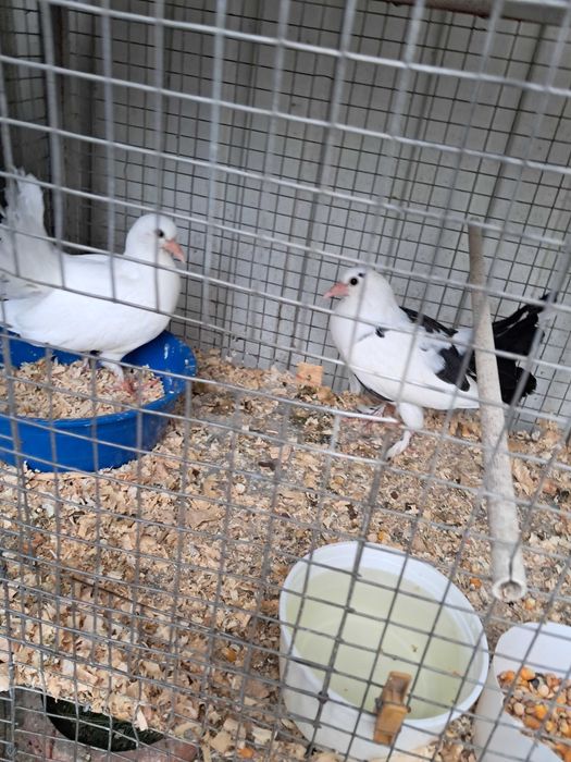 Pombos de leque e leque indianos.