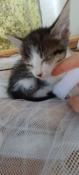 Adoção responsavel de gatinhos.