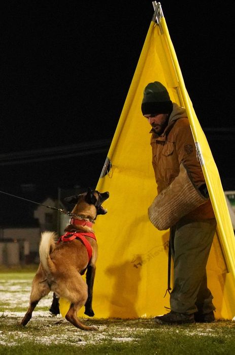 Owczarek Belgijski Malinois FCI