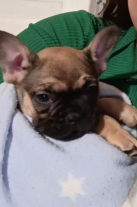 Французька бульдожка ну дуже мила