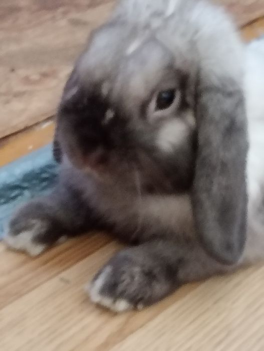 Królik mini  lop