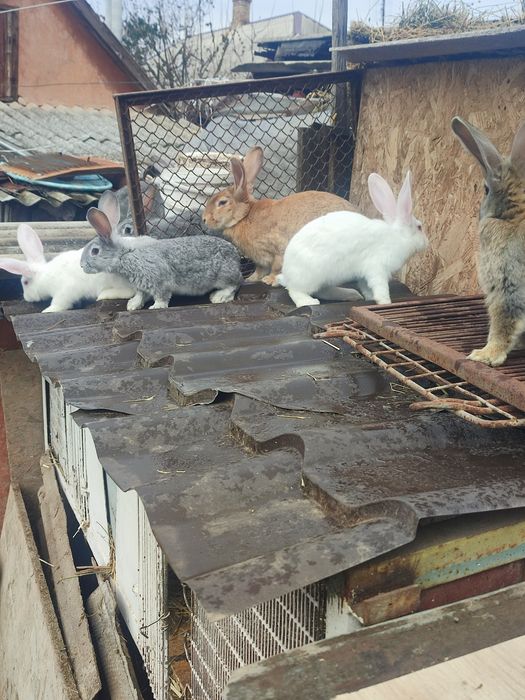 Продам кроликов разного возраста