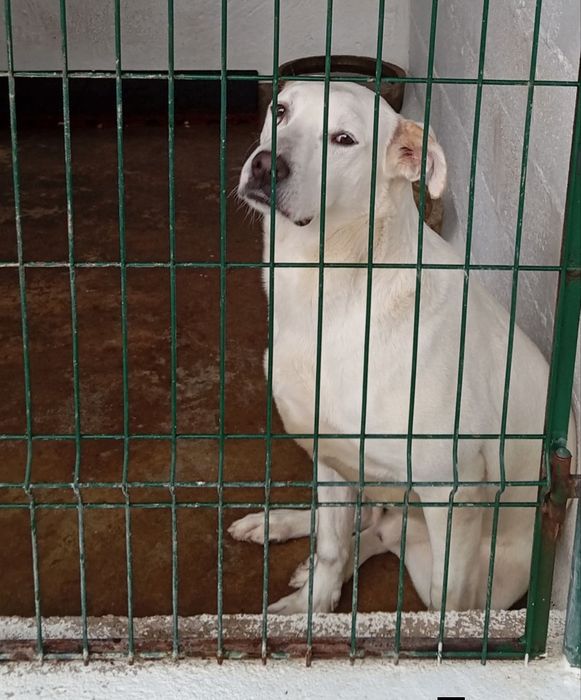 Menino X labrador para adoção responsável