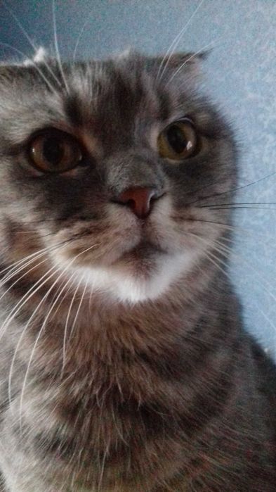 евакуація тварин з Харкова