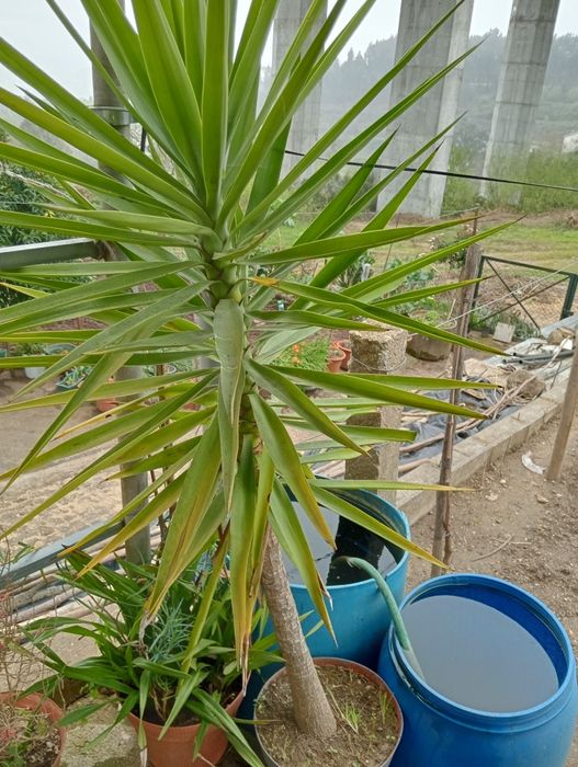 Fiteira...idial para jardim