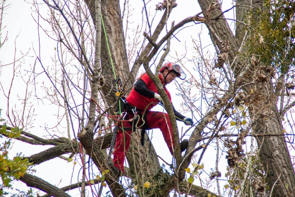 Czarogród - Wycinka i pielęgnacja drzew