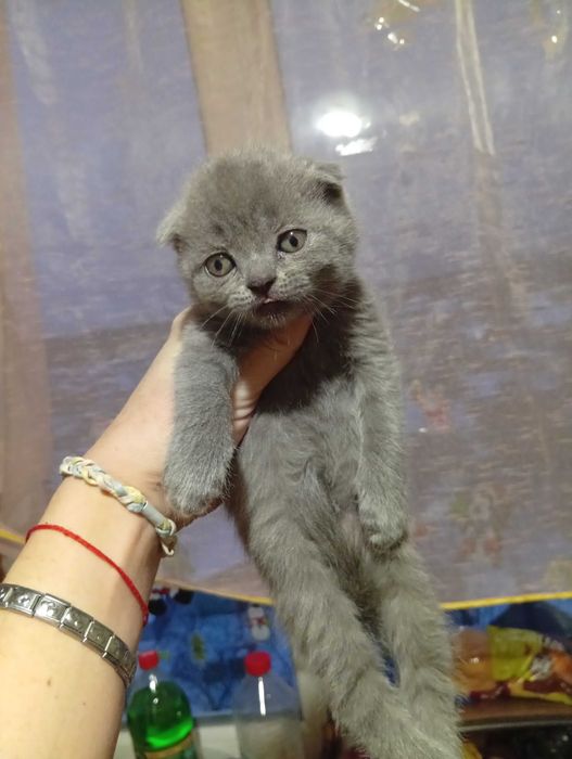 Шотландские чистокровные мальчики и девочка