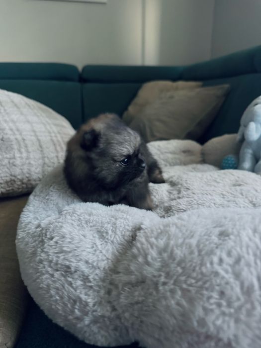**Mija**Szpic miniaturowy, pomeranian, malutka sunia