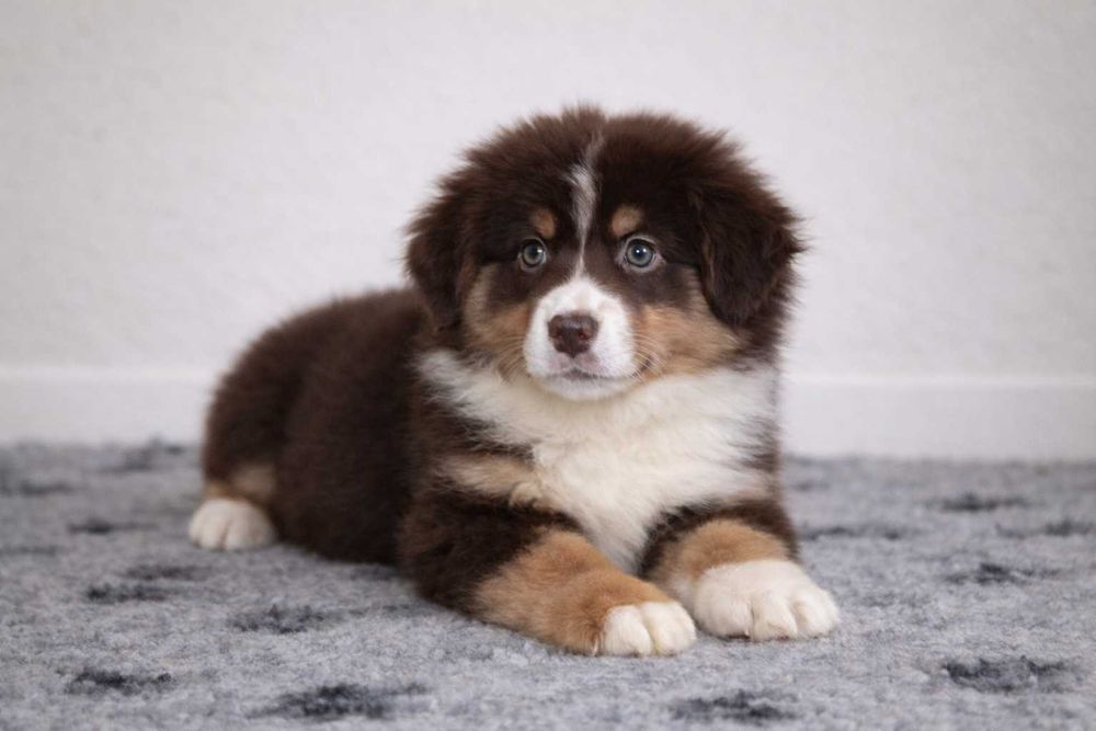 Pastor Americano Miniatura - Mini Pastor Austaliano