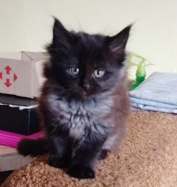 Продам кошеня мейн куна.