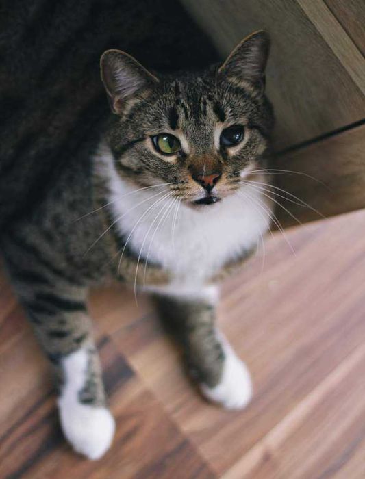 Ogromny, miziasty kocurek HUGON do adopcji za darmo ^-^
