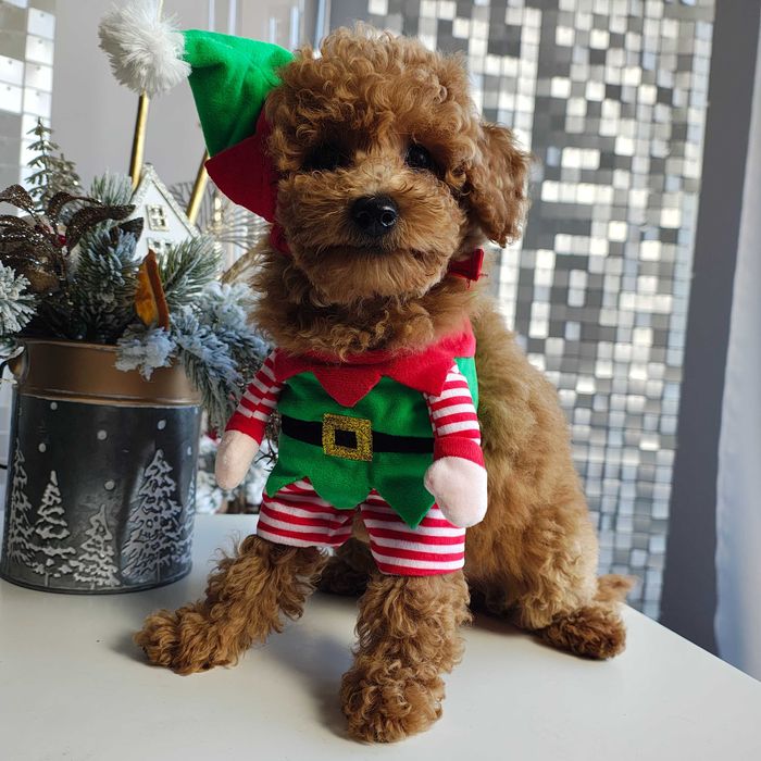 Poochon / Bichpoo / Pudel Toy piesek