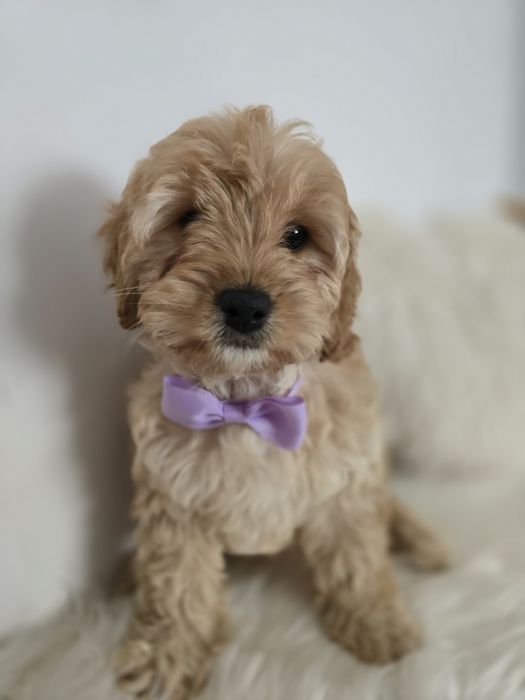 Cavapoo f1b sunia