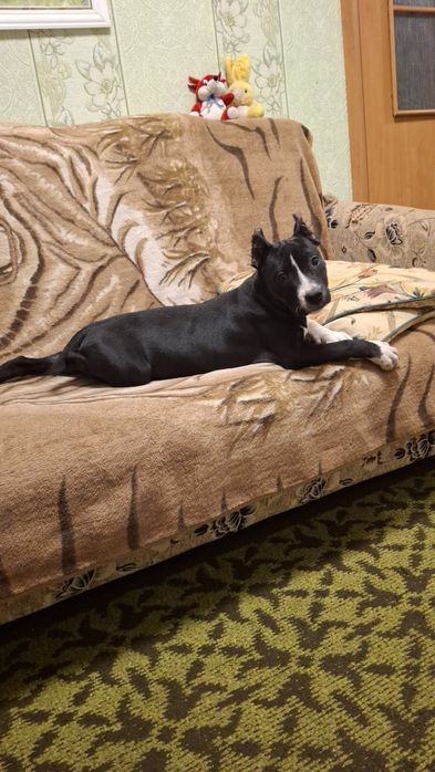 Чёрная девочка Амстаф