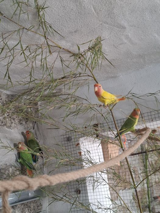 Agapornis para ceder
