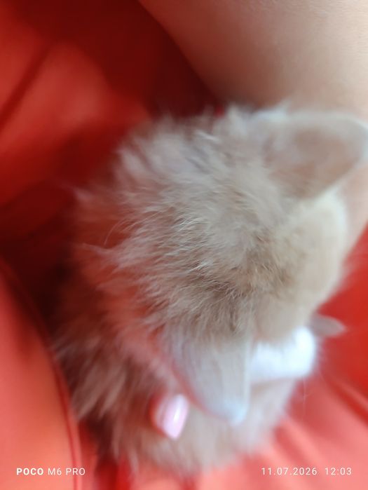 Коти, котенята, кішечки
