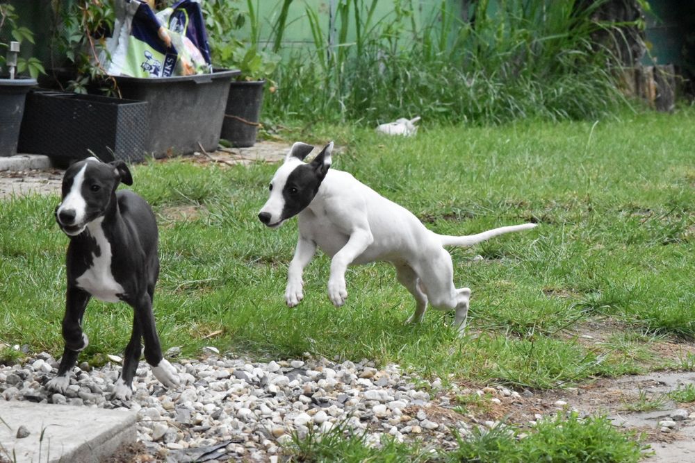 Chart angielski whippet suczka ZKwP FCI