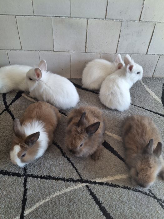 Kroliczki miniaturki tedy