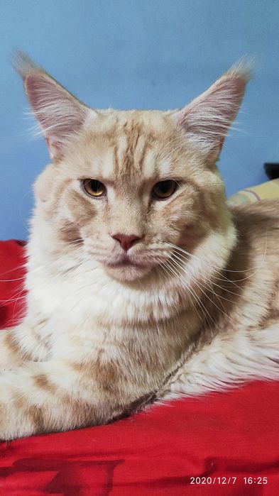 Красавиц Мейн-кун ждёт свою возлюбленную