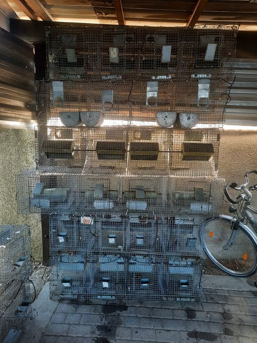 klatka dla królików