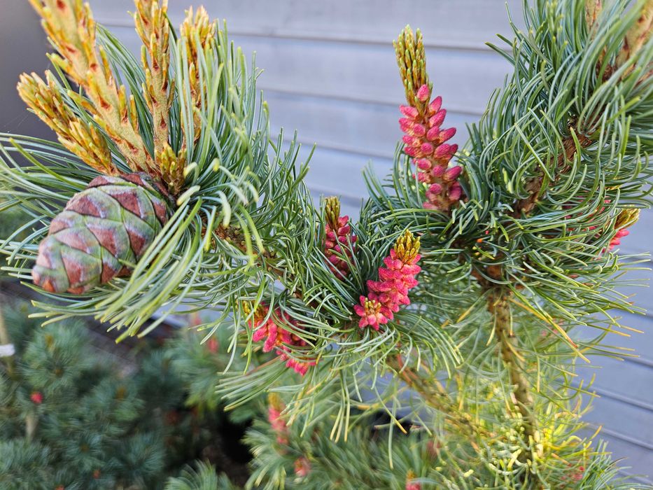 Świerk Sosna Jodła Cis duży wybór Liściaste do wys. 5m dowóz sadzenie