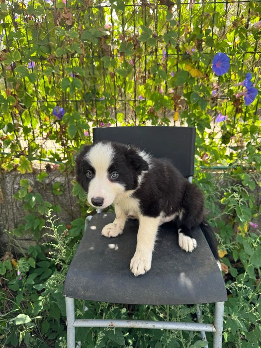 Menino Border Collie Preto Lindo