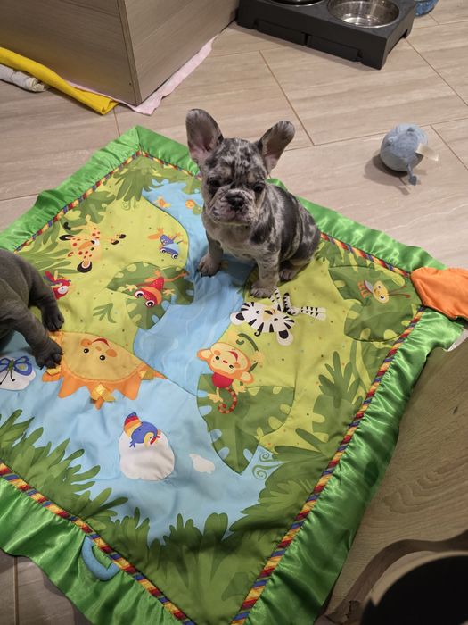 Пепа дівчинка блу мерле