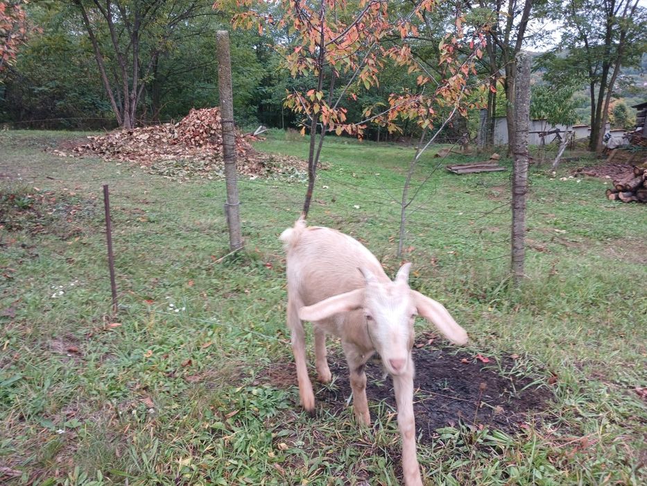 Кози цього року народження