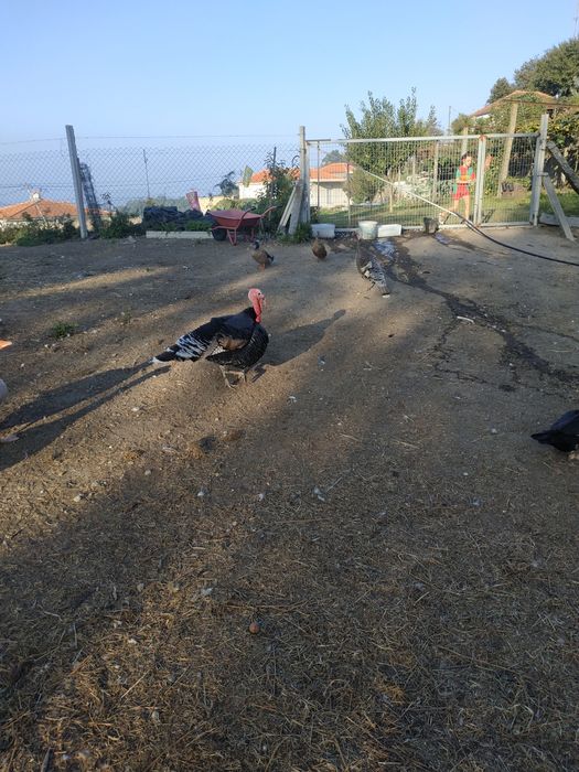 Perus e peruas para venda