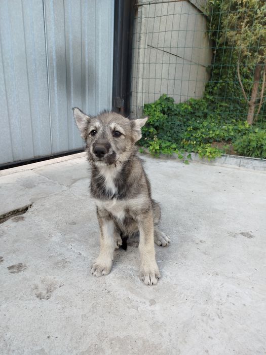 Цуценята шукають родину. Безкоштовно.