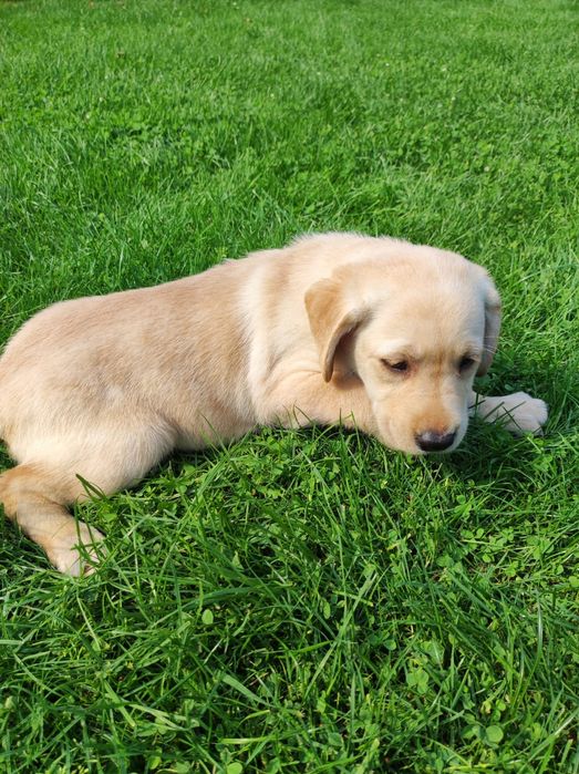 śliczny piesek labrador rodowód