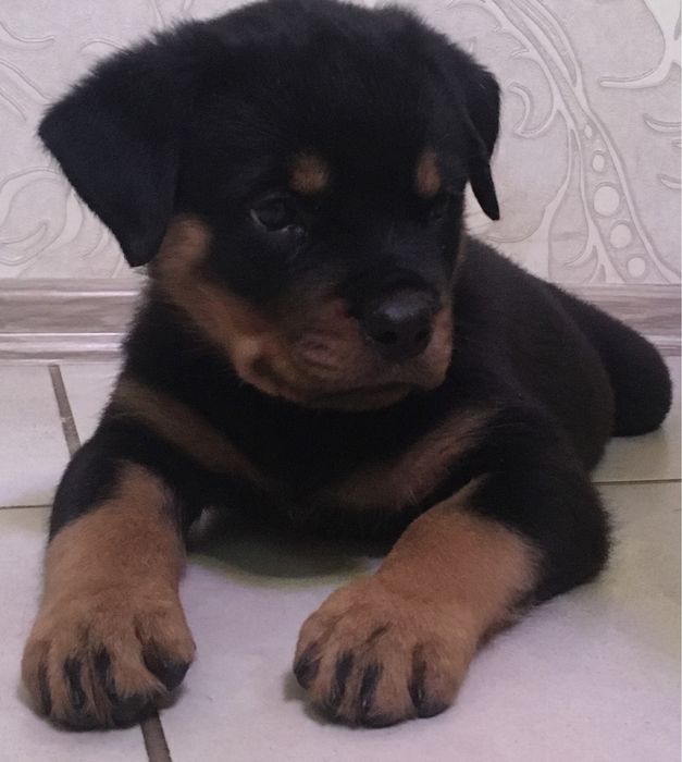 Щенки ротвейлера