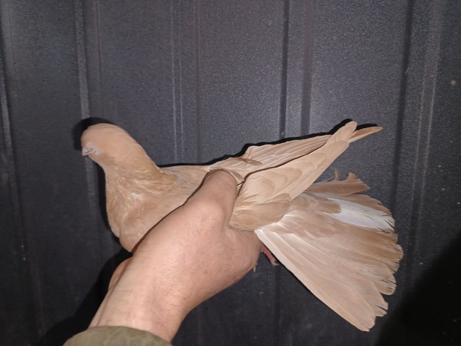 Gołębie zamojskie samiec samica gołąb