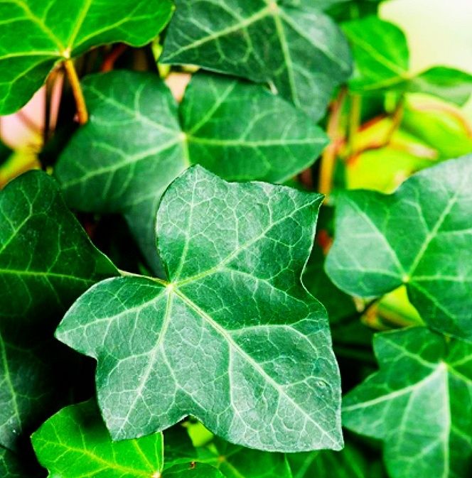 Плющ садовый саженцы