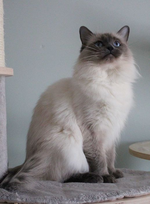 Kotka ragdoll dorosła FPL