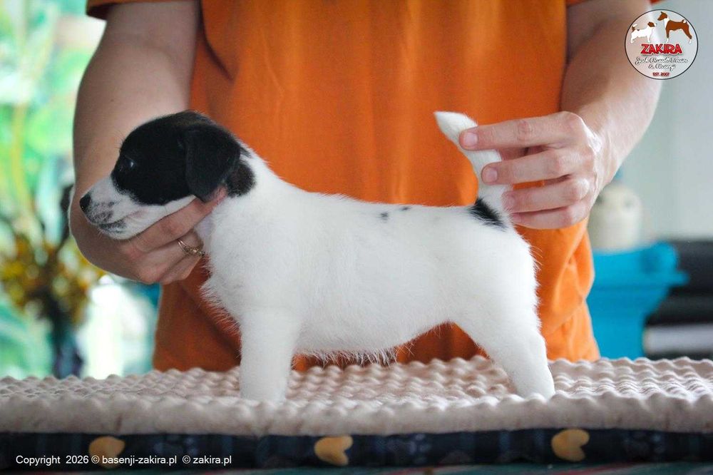 Jack Russell Terrier ZKwP| ZAKIRA FCI | SUCZKA gotowa do odbioru