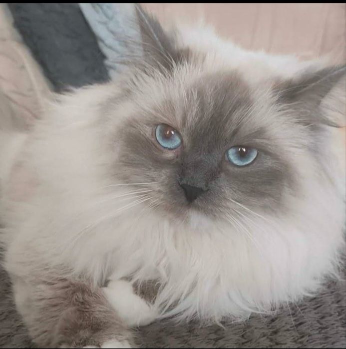 Koteczka pohodowlana